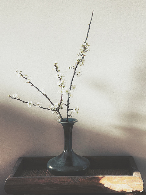 blossom 1