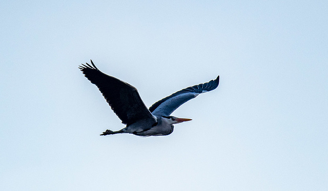 Grey heron