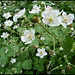 bramble flower