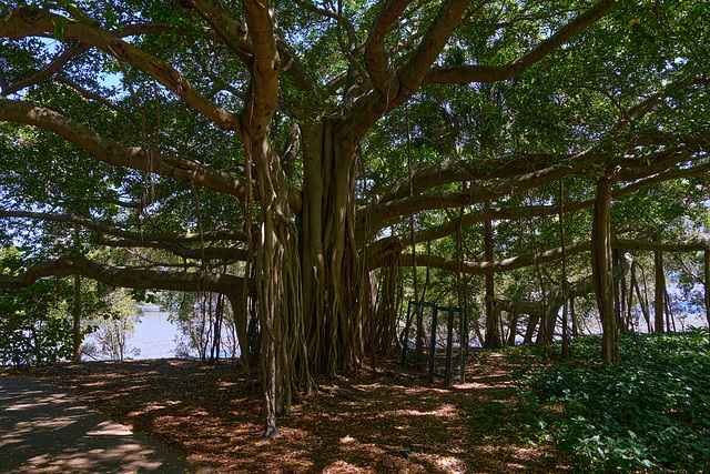 Botanic Garden Brisbane