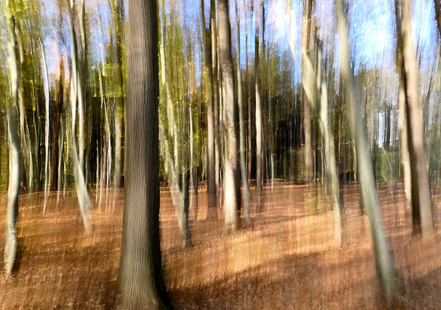 Wald, von der Sonne durchflutet