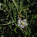 Spergula arvensis, Caryophyllales, Penedos