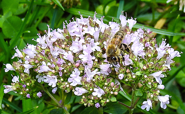 20230713 1805CPw [D~LIP] Gewöhnlicher Dost (Origanum vulgare), Honigbiene, Bad Salzuflen