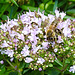 20230713 1805CPw [D~LIP] Gewöhnlicher Dost (Origanum vulgare), Honigbiene, Bad Salzuflen