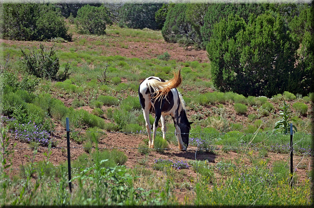 Desert Pinto