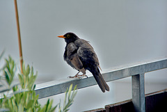 Amsel