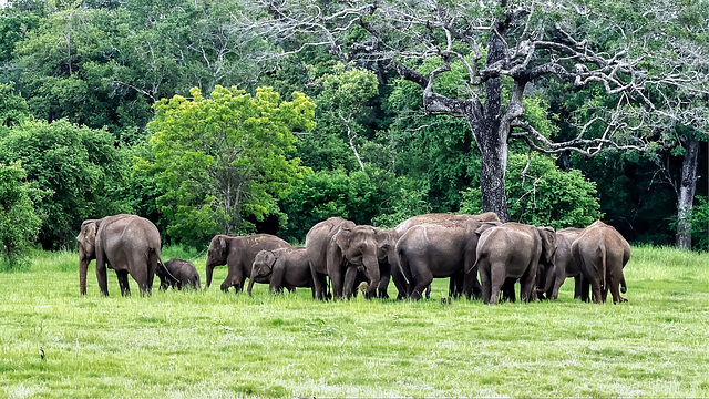 Sri Lanka tour - the fifth day, Minneriya National Park