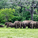 Sri Lanka tour - the fifth day, Minneriya National Park