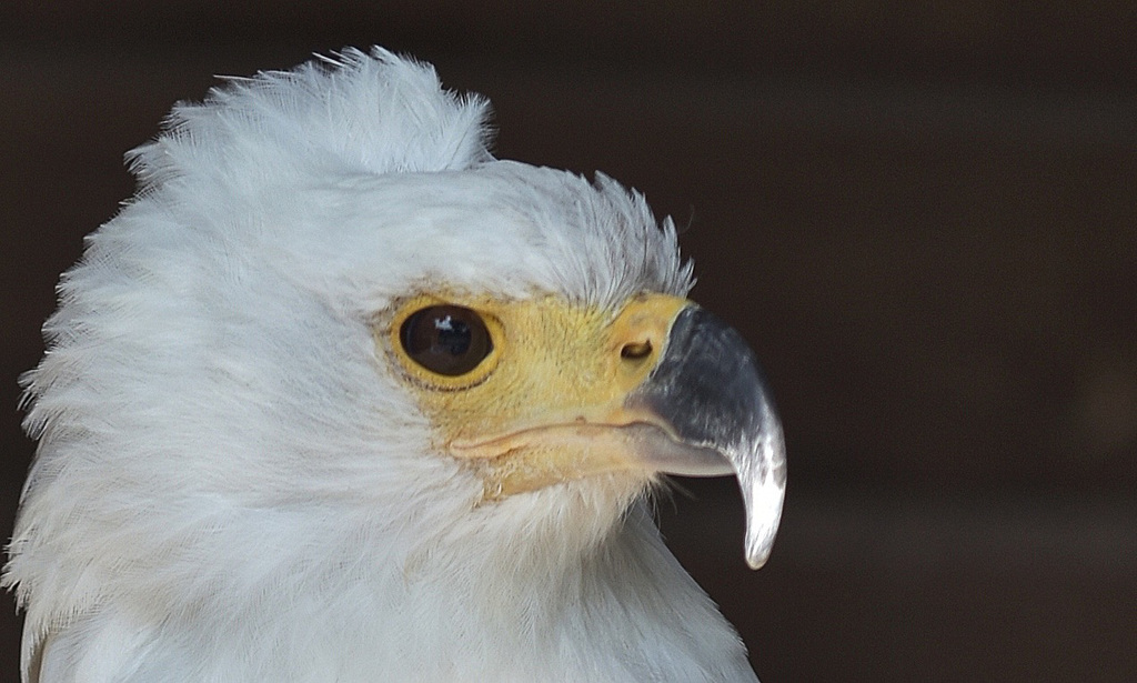 Weisskopf-Seeadler