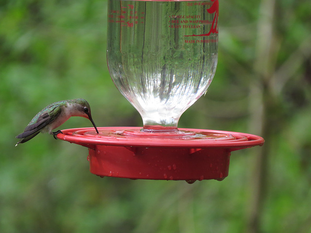 Ruby-throated hummingbird