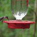 Ruby-throated hummingbird