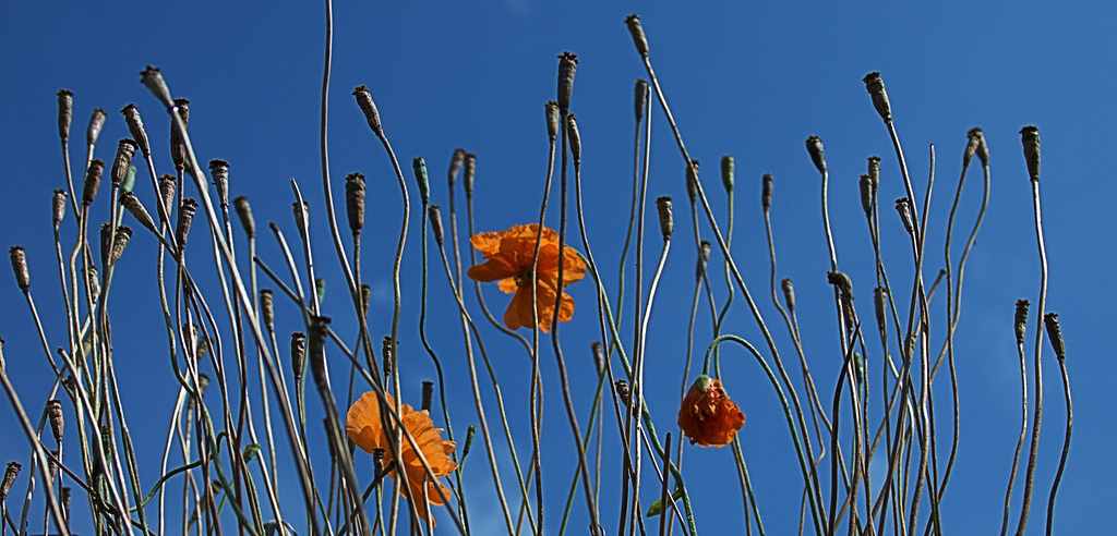 Poppies.....Up There!!