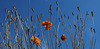 Poppies.....Up There!!