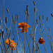 Poppies.....Up There!!