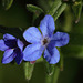 Lithospermum diffusa, Heavenly Blue