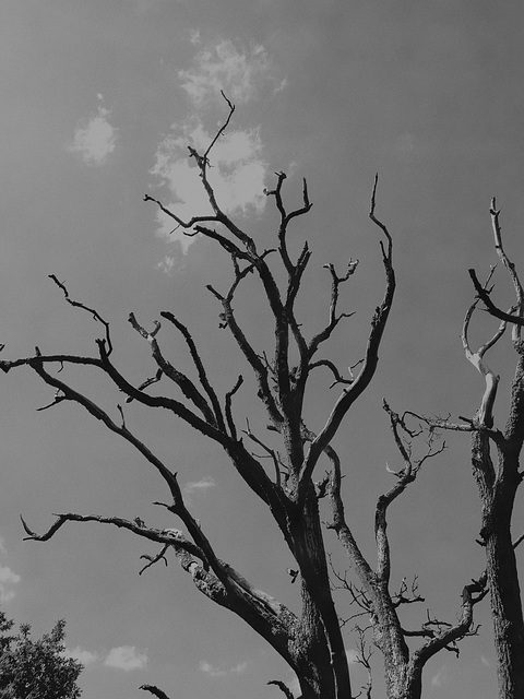 Dead Branches