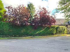 Hedge-trimming is a major annual exercise!