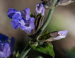 20200527 3964VRAw [D~LIP] Salbei (Salvia officinalis), UWZ, Bad Salzuflen