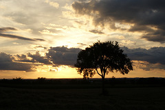 50/50 l'orme de M. Charbonneau, Mr. Charbonneau's elm tree