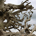 Dead Wood