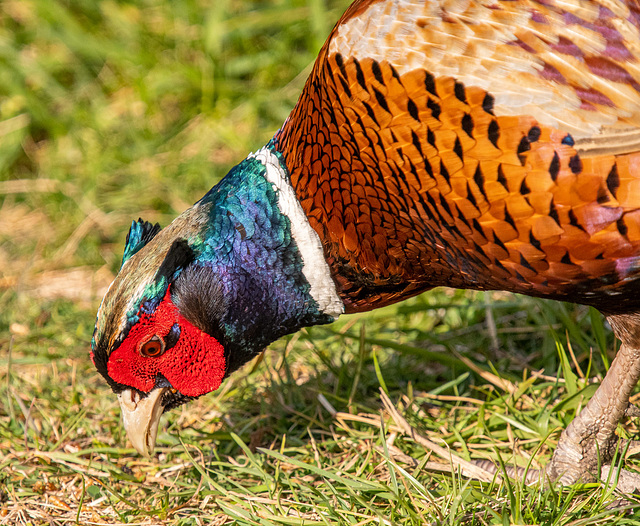 Pheasant