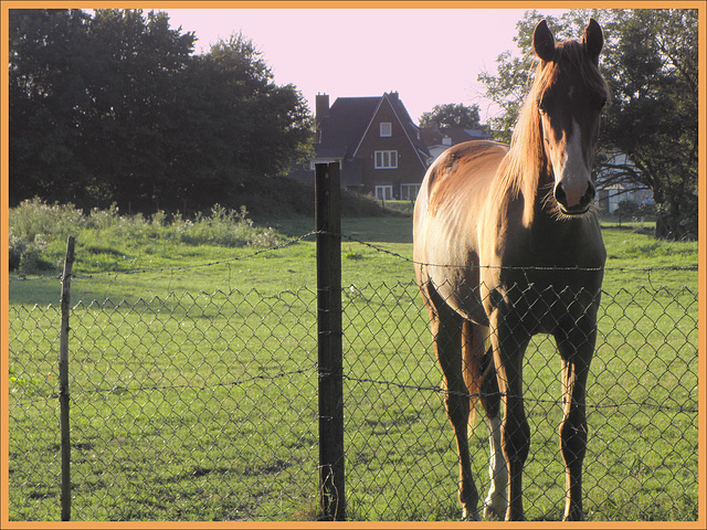 Happy Horse