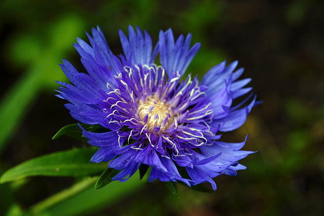 Knautia