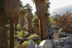 Palm Springs Andreas Canyon (5112)