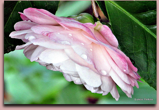 Wet Camellia.