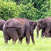 Sri Lanka tour - the fifth day, Minneriya National Park