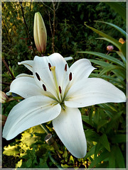 Au jardin avec note