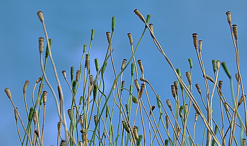 Poppies.....Up There!!