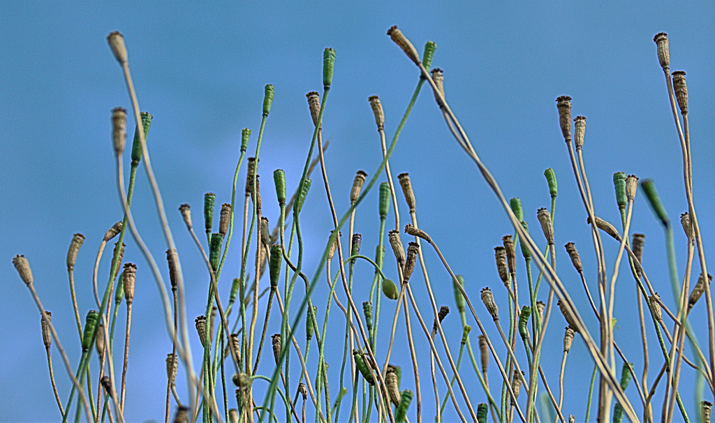 Poppies.....Up There!!