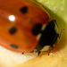 Ladybird (4)