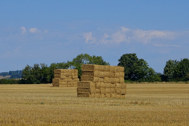 Cranborne fields