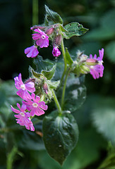 20200527 3965VRAw [D~LIP] Rote Lichtnelke (Silene dioica), UWZ, Bad Salzuflen