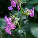 20200527 3965VRAw [D~LIP] Rote Lichtnelke (Silene dioica), UWZ, Bad Salzuflen