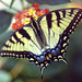 The Tigerwallowtailbutterfly on Lantana ...-