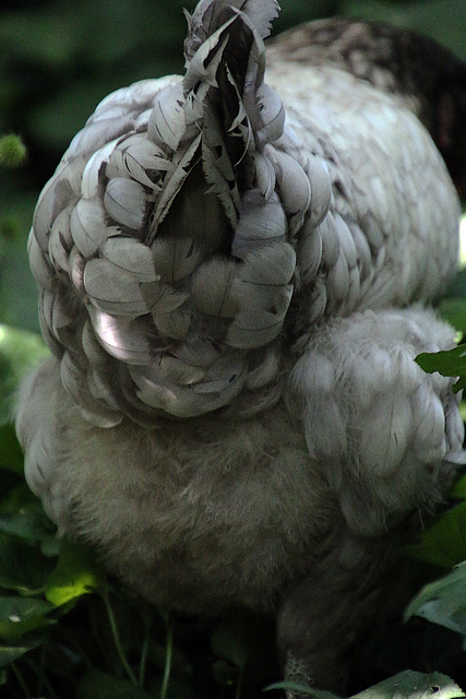 Monique me dit que le duvet de mes poules doit être agréable au toucher . Je devine le contenu des journaux . Horrible , un homme d'un certain âge a été surpris en train de caresser le duvet situé prè