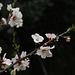 Cerisier - Kirschbaum - Cherry tree