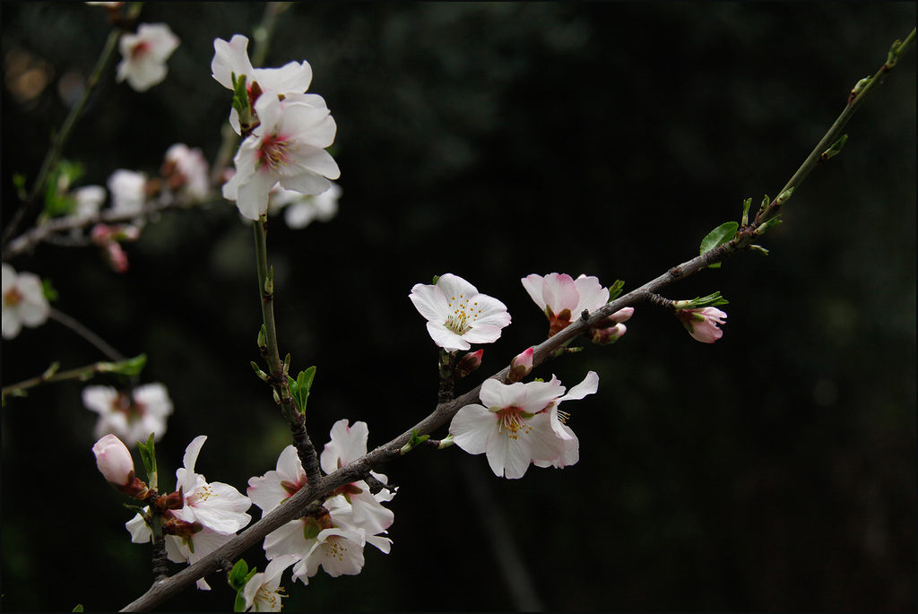 Cerisier - Kirschbaum - Cherry tree