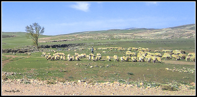 En el Atlas medio, camino de Ifrane