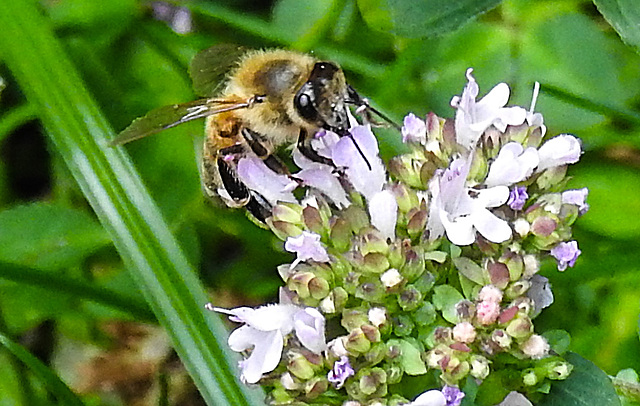 20230713 1807CPw [D~LIP] Gewöhnlicher Dost (Origanum vulgare), Honigbiene, Bad Salzuflen