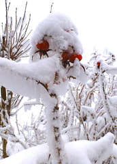 Wintermärchen - vintra fabelo - Altenberg/Sachsen