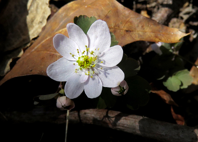 Rue Anemone Flower and Buds