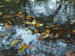 Fallen leaves in the puddle