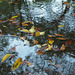 Fallen leaves in the puddle
