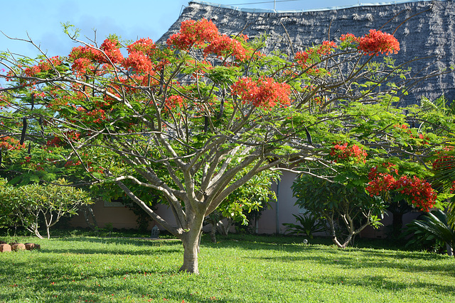 Zanzibar, African Acacia in Blossom