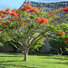 Zanzibar, African Acacia in Blossom
