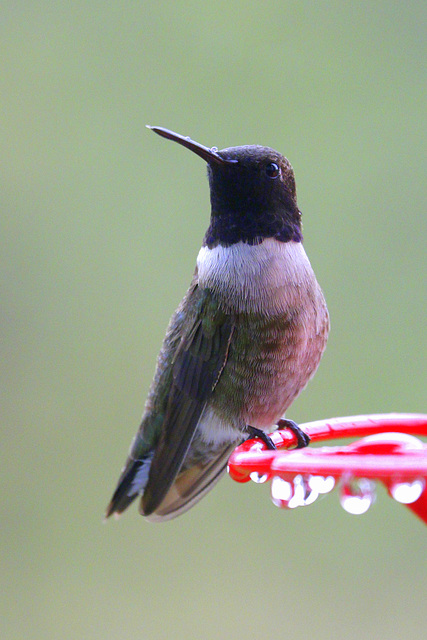 Black-chinned Hummingbird